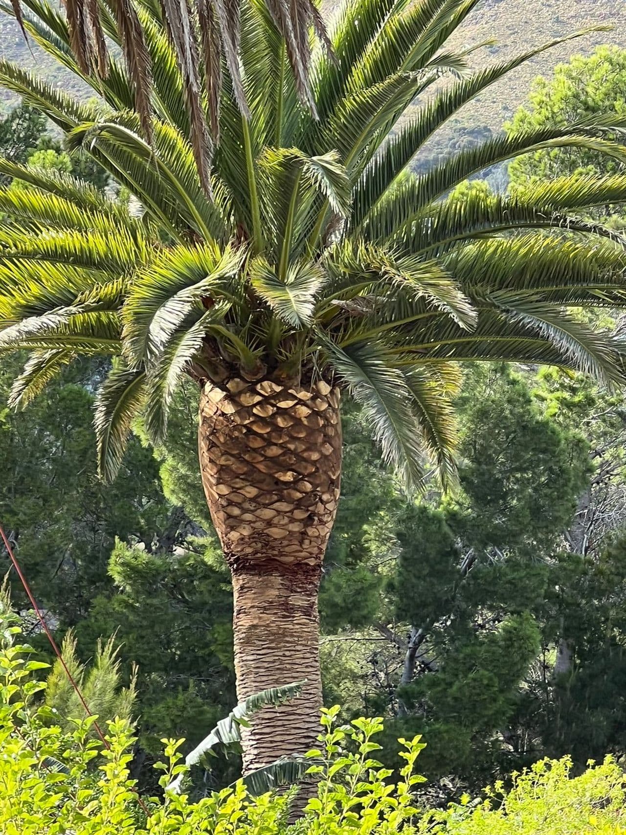 Topfell CC tree services image