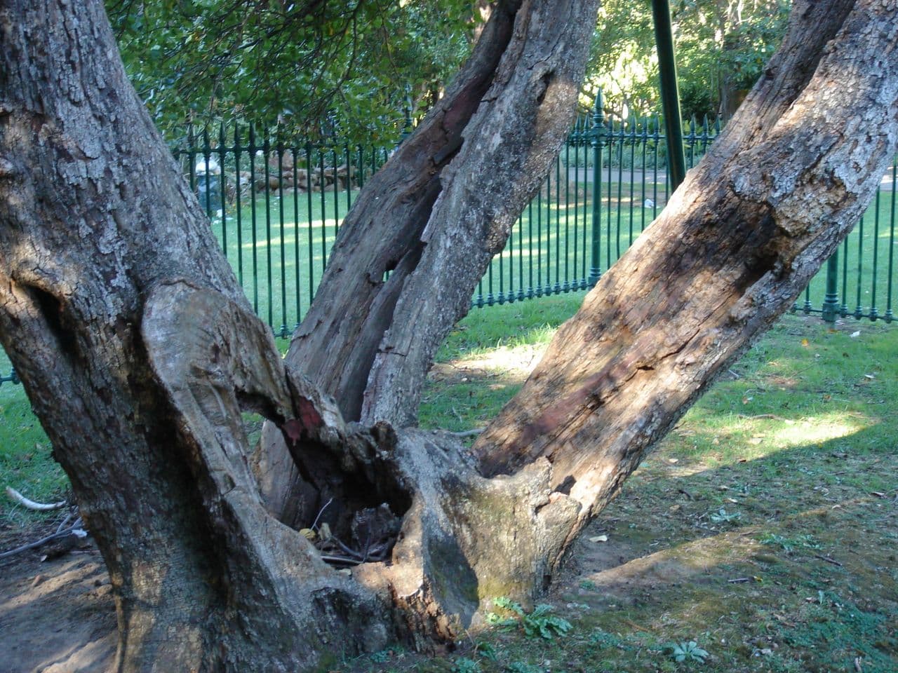 Topfell CC tree services image