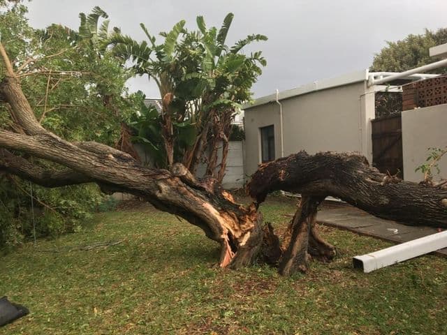 Topfell CC tree services image