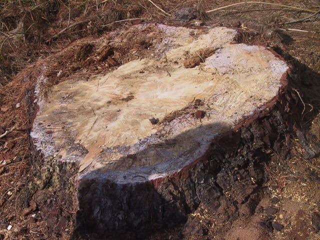 Topfell CC tree services image
