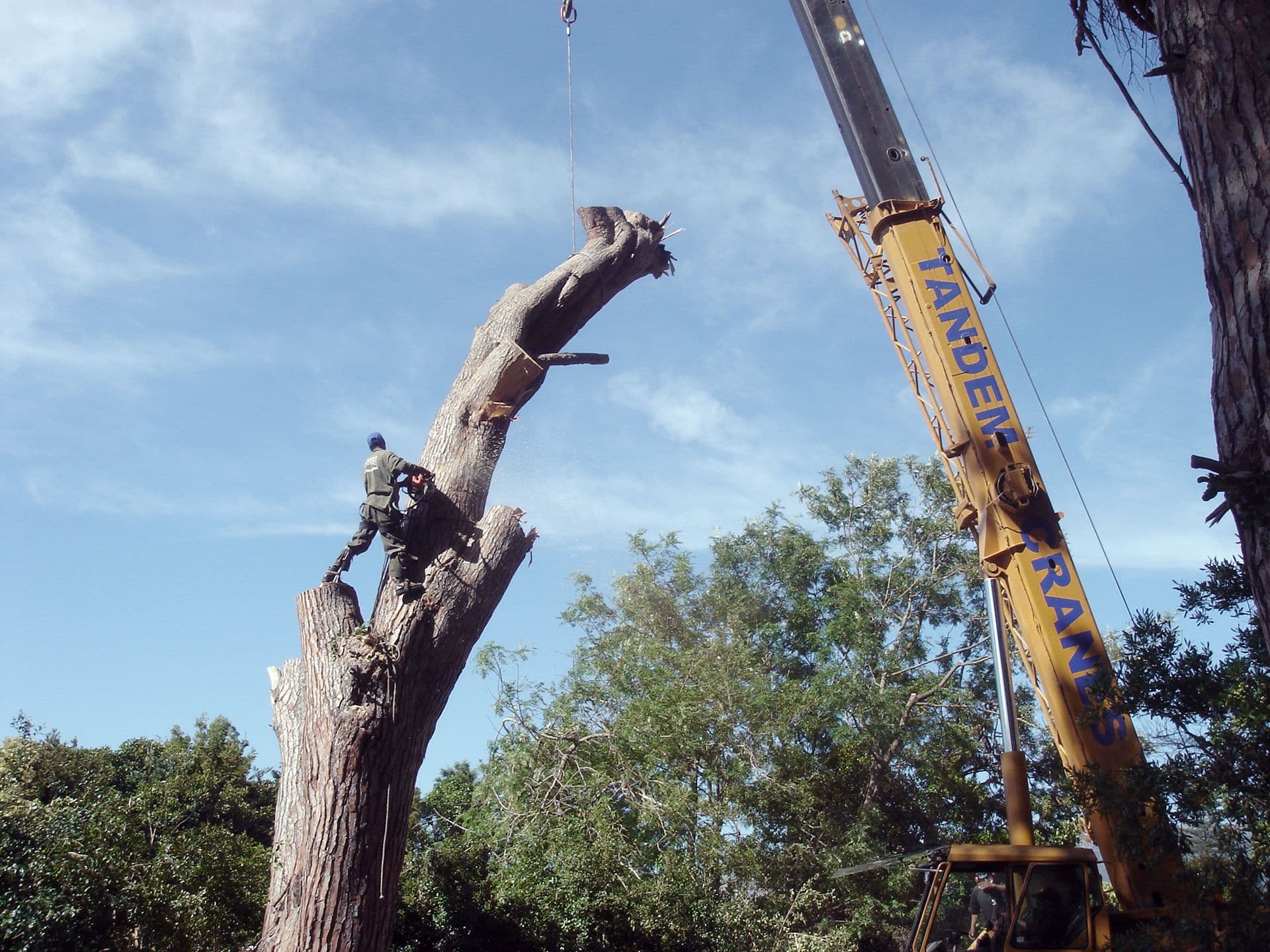 Topfell CC tree services image