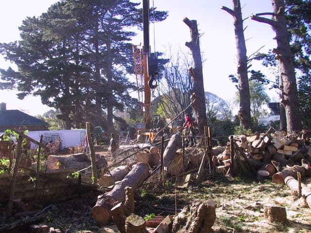Topfell CC tree services image