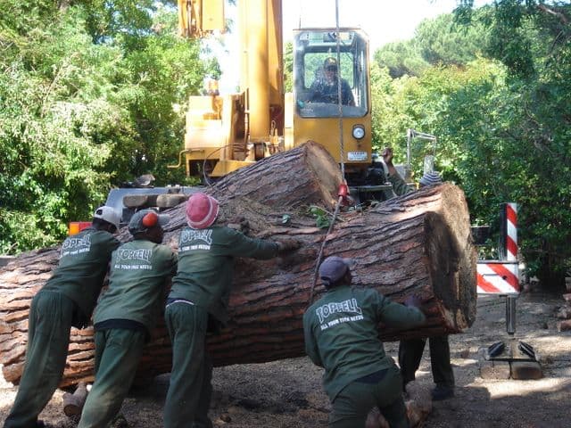 Topfell CC tree services image