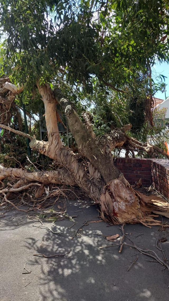 Topfell CC tree services image
