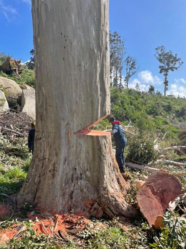 Topfell CC tree services image