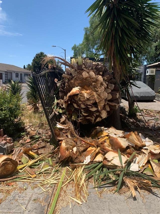 Topfell CC tree services image