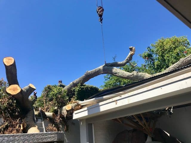 Topfell CC tree services image
