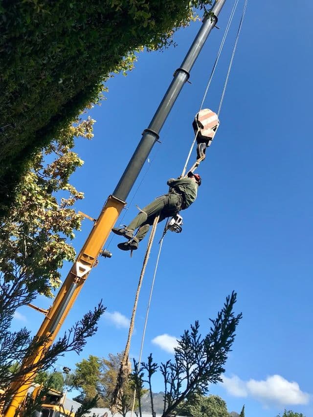 Topfell CC tree services image