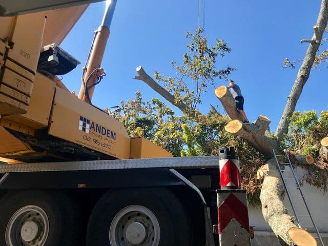 Topfell CC tree services image