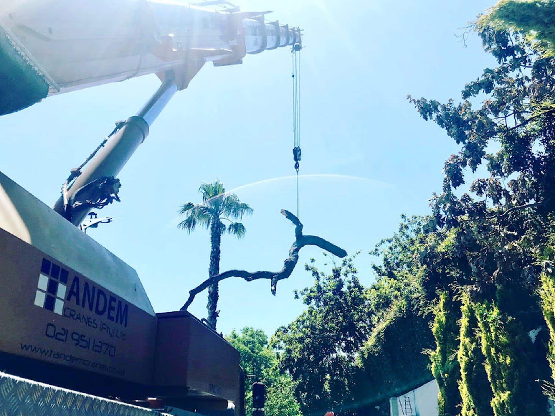 Topfell CC tree services image