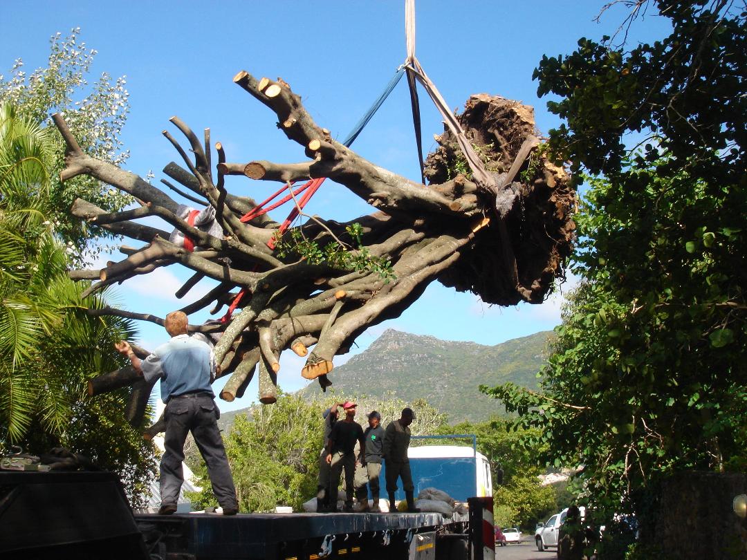 Topfell CC Tree Services Background